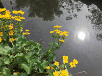 Photo by Sheila Webber of marsh marigolds edging a pond in April 2024