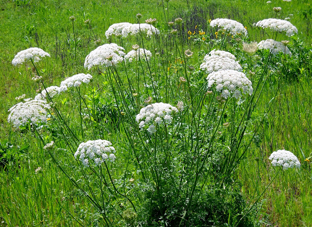 Queen Anne’s Lace (Daucus carota) at White Rock Lake, Dallas, TX