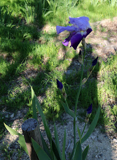 Slightly windblown first flag to bloom