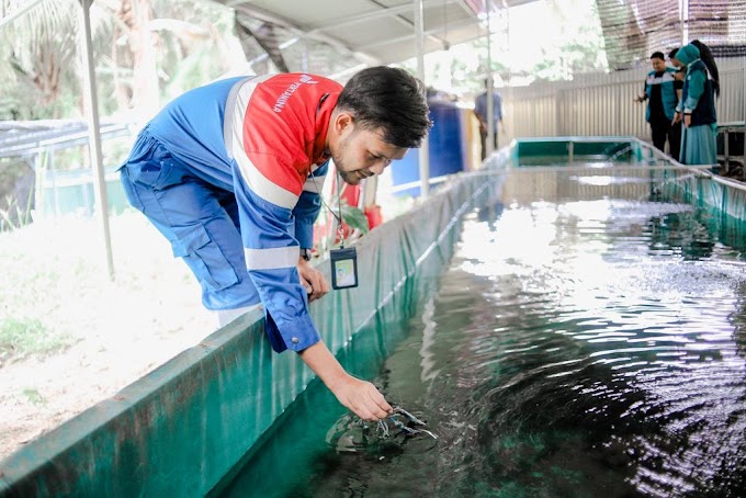 Pendampingan CSR Pertagas di Siak, Sukses Kembangkan Budidaya Udang Lobster Tawar