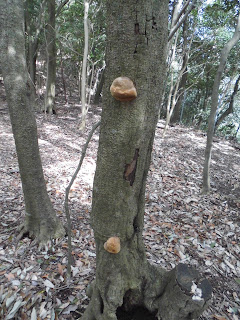 鶏籠山で見つけたキノコ