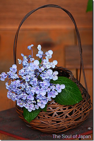 TokyoMap Kamakuras Gokurakuji: Ajisai The hydrangeas inwards this business office of Nihon conduct maintain reached in that location peak TokyoMap Kamakuras Gokurakuji: Ajisai