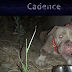 Cadence - the saved bait dog