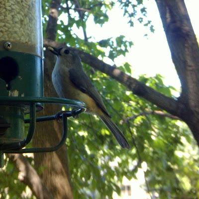 Titmouse