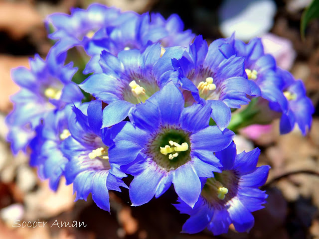 Gentiana zollingeri