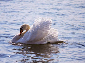 swan-rest-on-the-lake-image