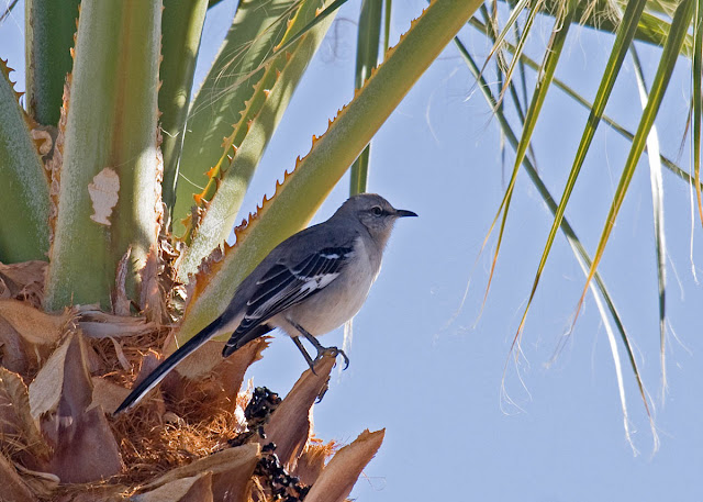 Northern Mockingbird