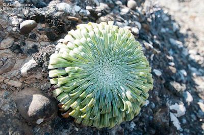http://www.biodiversidadvirtual.org/herbarium/Saxifraga-longifolia-Lapeyr.-img137994.html