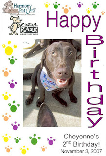 Cheyenne's Doggy Birthday Picture