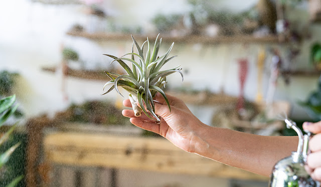 Person holding a small, potted air plant.