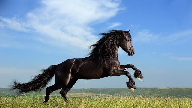 horse wallpapers HD