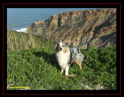 Australian Shepherd in Cabo Espichel