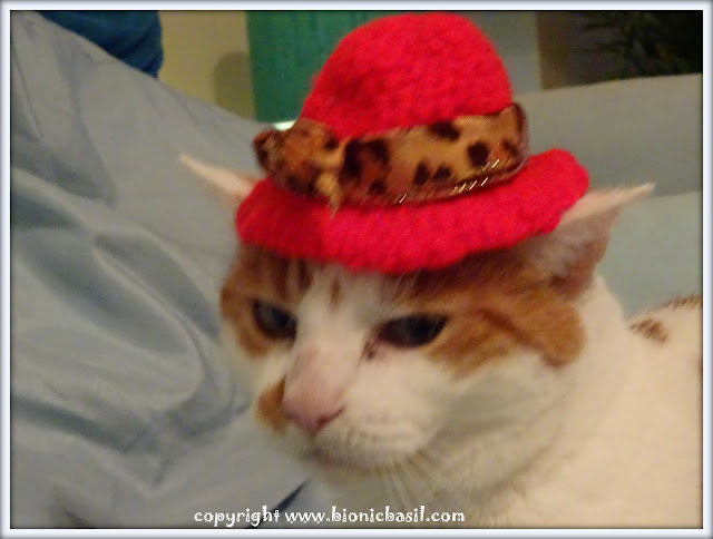 Friday Fluffers At BBHQ ©BionicBasil® Amber's Crotchety Cougars Enrollment