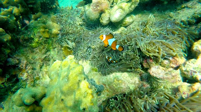  Snorkeling in Thailand