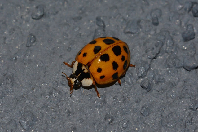 Harmonia axyridis