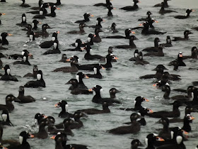 Surf Scoters feeding at Vancouver's shorelines