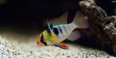 colorful Sea  fish