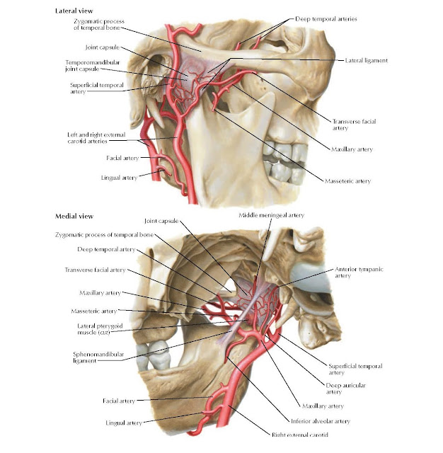 Proximal Maxillary and Superficial Temporal Arteries ANATOMY