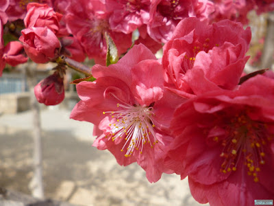 桃園公園の桃の花