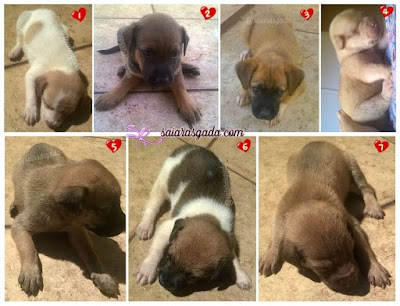 filhotes de cachorro lindos fofos puppies puppy cub pup