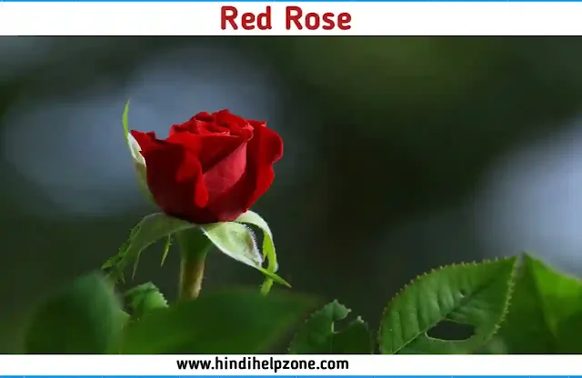 beautiful Red Flowers Names and Pictures