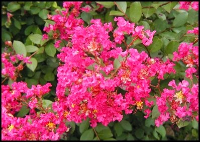 CrapeMyrtlePink