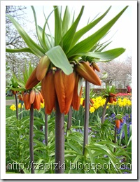 Парк цветов Keukenhof