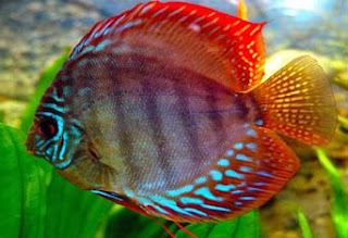 Ikan Discus