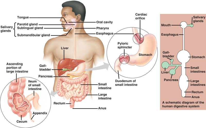 human digestive system diagram. human digestive system diagram