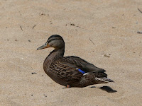 Mallard Duck on Sandy Beach