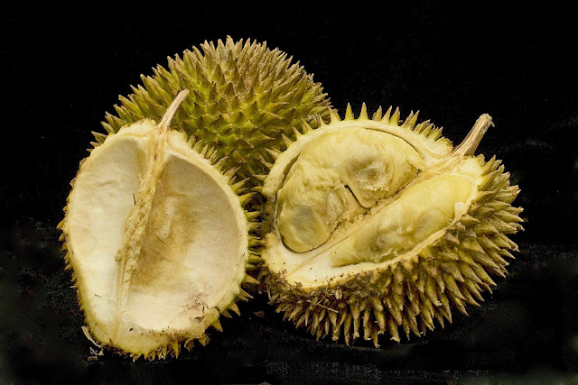 manfaat dan bahaya mengonsumsi buah durian