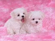 Cute Puppies Wallpapers. Cute Puppies Wallpapers (cute puppy puppies wallpapers )