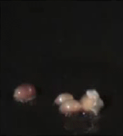 pipoca-01