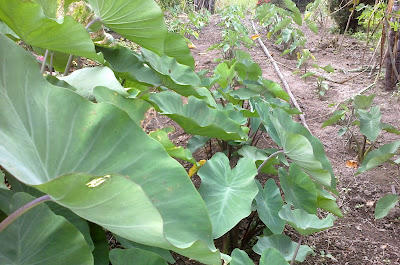 Ulam-ulaman dan Sayur-sayuran Kampung