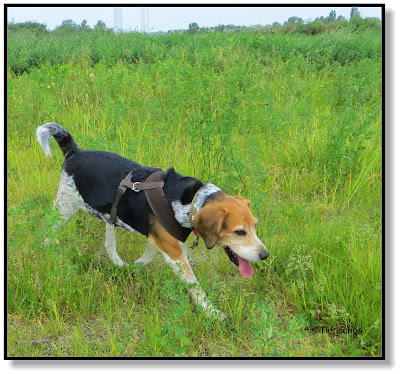 Beagle Emma