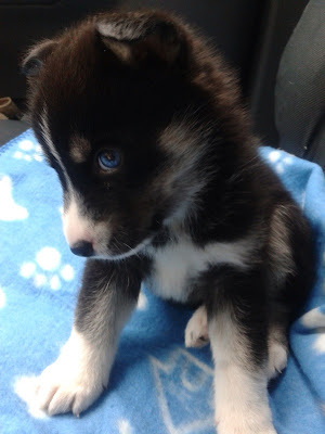 Pomsky Puppies