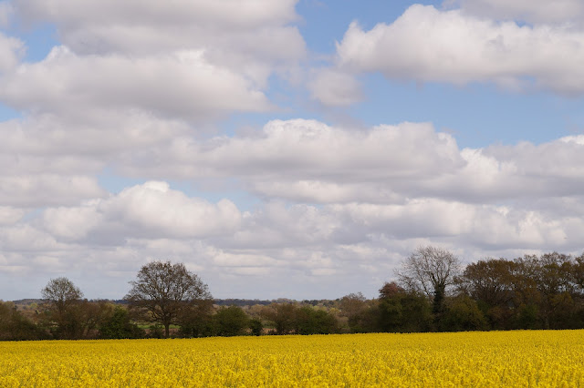 the wild Norfolk countryside circular walk