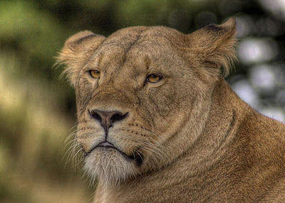 60 Stunning HDR Photos of Animals