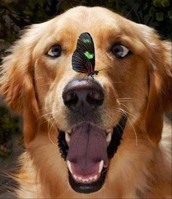cute dog and butterfly