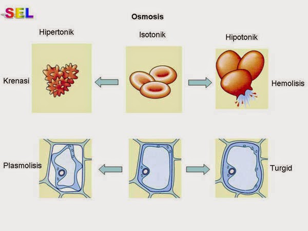 Pengertian Osmosis dan Aplikasinya