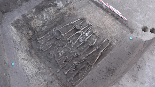 Τέσσερις ακέφαλοι σκελετοί τοποθετήθηκαν ο ένας δίπλα στον άλλο, με τα άκρα τους ίσια. Ο δεύτερος αυχενικός σπόνδυλος σε αυτά τα άτομα είχε αιχμηρά σημάδια κοπής με δύναμη. [Credit: Qian Wang/Τέξας A&M University School of Dentistry]