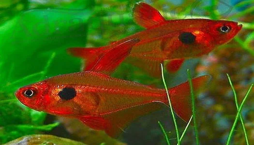 Jenis Ikan Hias Air Tawar Aquarium Ikan red phantom tetra Ganas