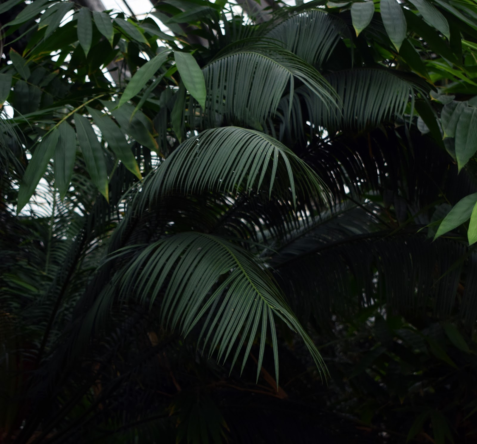 University of Copenhagen, Botanical Garden (palmhouse)