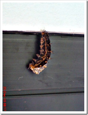 caterpillar turn into chrysalis 02