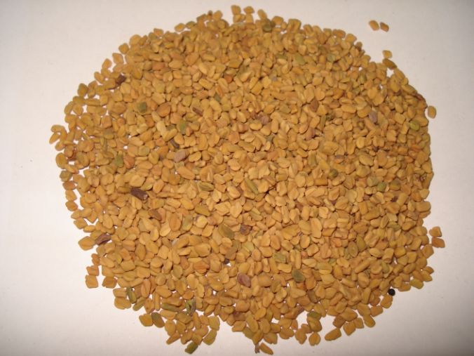 Fenugreek