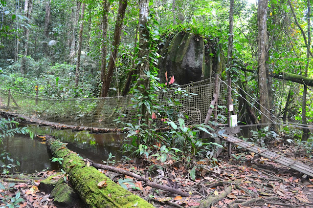 Guyane, Saül, village dans la foret tropicale, foret, oiseaux, faune et flore, calme, air Guyane, randonnée Guyane