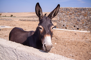 Palm sunday - Jesus on the donkey.