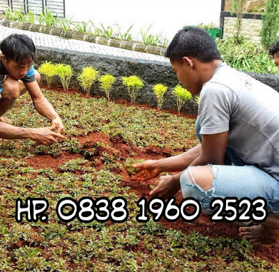 Tukang Rumput Bubulak - SuryaTaman