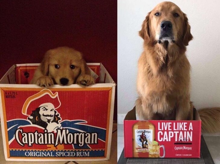 20 Cute Then And Now Pictures Of Puppies Growing Up