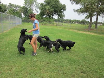 Picture of a group of black dogs (5) - running with a trainer, Rudy is the dog on the far left... on 2 feet! (if you view the picture larger, you can see his 'brindle' markings on his face)